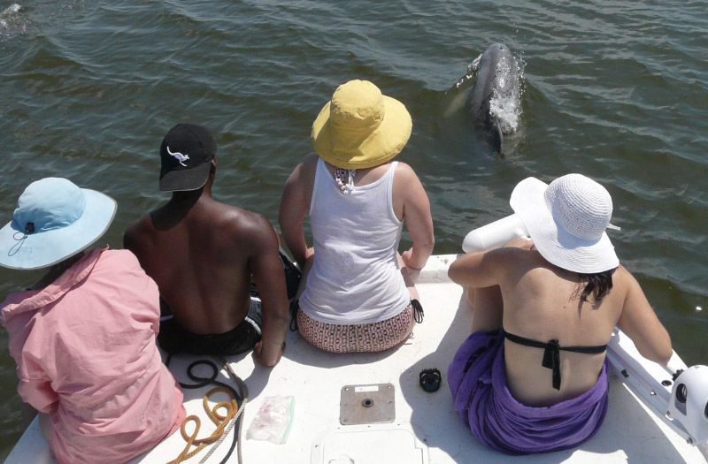 See dolphins, countless bird species, and remnants of the historic forests of Louisiana.