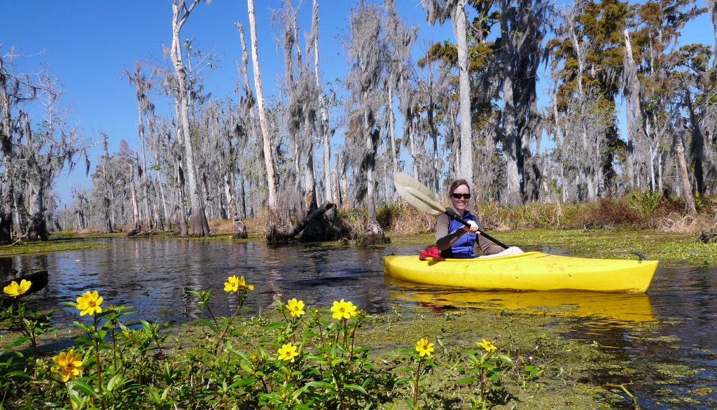 Experience the beauty of cypress tupelo forests while learning about their importance to Louisiana