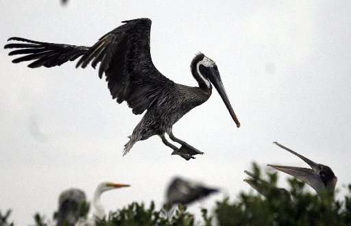 BP criminal fines could be a game changer for Louisiana's coast