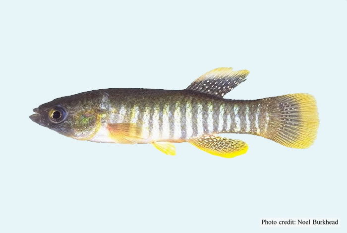 LSU study: Damaged minnow shows BP oil seeping into coastal food chain