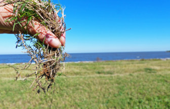 Bermuda grass is a cheap way to resist erosion — but it may not be enough