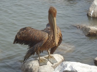 Scientists fear BP blowout killed far more birds than officially reported