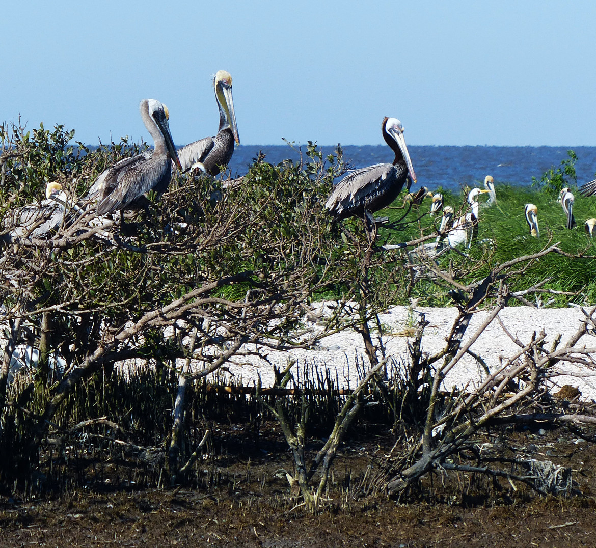 BP oil spill choked off important pelican nesting sites on Louisiana coast