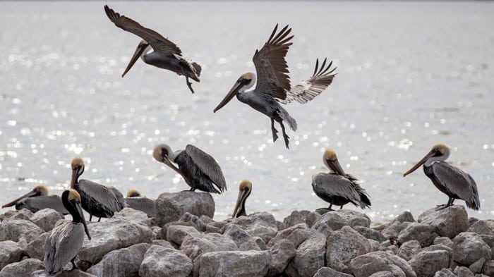 The Election Result May Help Save Louisiana’s Coast, If Our Senators Have the Courage.
