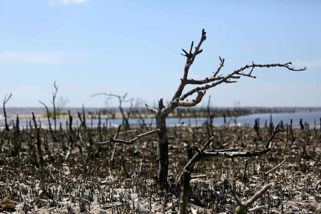 black mangrove trees